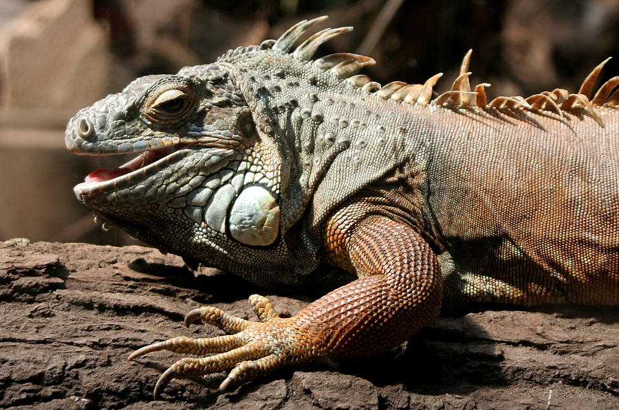 Leguan
Zoo Duisburg
Schlüsselwörter: Zoo Duisburg, Leguan