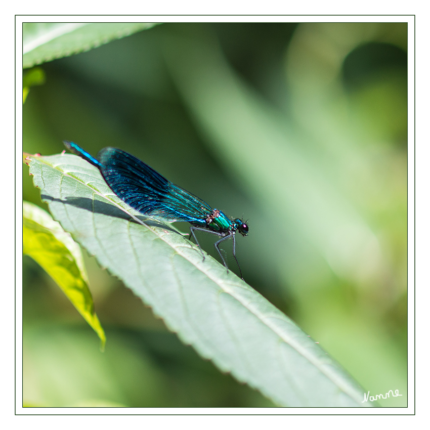 Gebänderte Prachtlibelle
(Calopteryx splendens) ist eine Libellenart aus der Familie der Prachtlibellen (Calopterygidae). Sie bewohnt langsam fließende Bäche, kleinere Flüsse und krautreiche Kanäle, die nicht zu sehr verschmutzt sind sowie ausreichend besonnt werden. Der flatternde, gaukelnde, mehr an Schmetterlinge als an Libellen erinnernde Flugstil ist unverkennbar für diese Familie, ebenso die farbigen Flügel. 
laut Wikipedia
Schlüsselwörter: Libelle Prachtlibelle blau