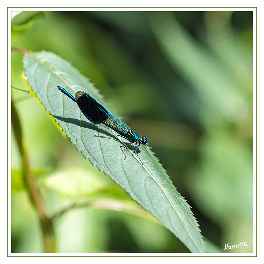 Gebänderte Prachtlibelle
Der aus dem Griechischen und dem Lateinischen gebildete wissenschaftliche Artname Calopteryx splendens bedeutet so viel wie „Glänzender Schönflügel“.
laut Wikipedia
Schlüsselwörter: Libelle Prachtlibelle blau