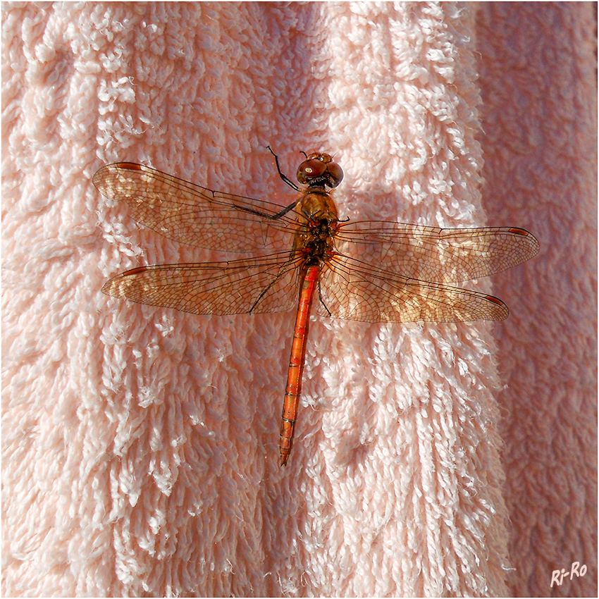 Sonnenbad
im November
Schlüsselwörter: Libelle