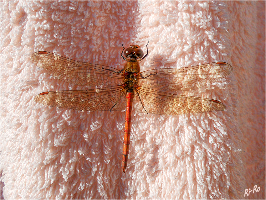 Sonnenbad
im November
Schlüsselwörter: Libelle