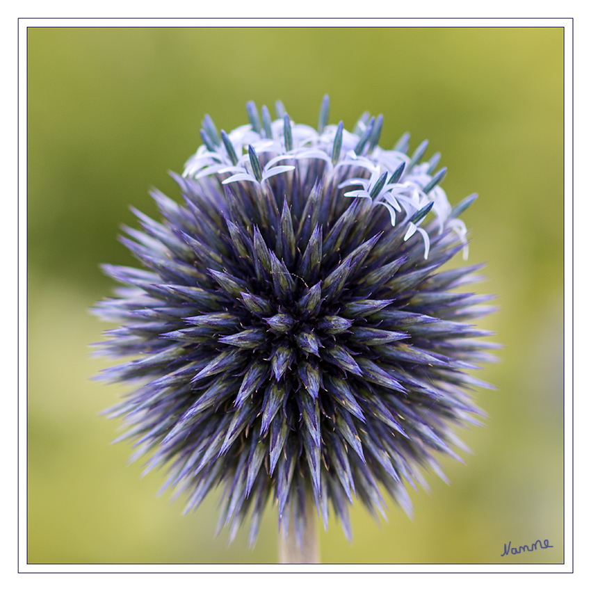 Zierlauch
Allium-Arten sind ausdauernde krautige Pflanzen, die je nach Art 5 bis 200 Zentimeter Wuchshöhe aufweisen. Es wird ein mehr oder weniger langer unbeblätterter Blütenstandsschaft gebildet. Die doldigen Blütenstände sind manchmal fast kugelrund.
Schlüsselwörter: Zierlauch lila blau