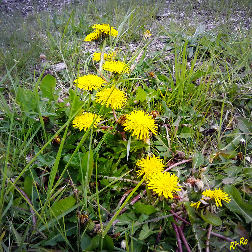 Leuchtendes Gelb
Gewöhnlicher Löwenzahn (Taraxacum sect. Ruderalia) stammt ursprünglich aus dem westlichen Asien und Europa. (lt. Wikipedia)
Schlüsselwörter: Löwenzahn, gelb