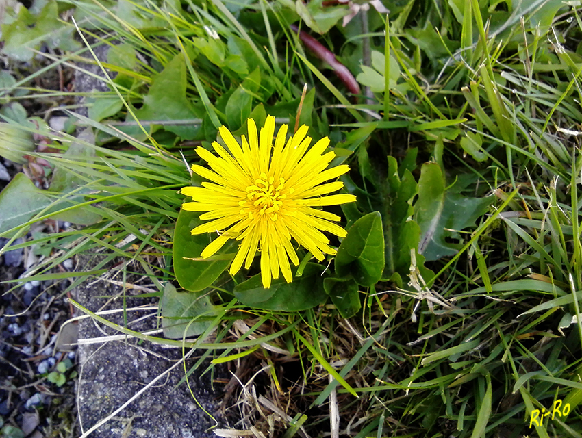 Leuchtendes Gelb
Gewöhnlicher Löwenzahn (Taraxacum sect. Ruderalia) stammt ursprünglich aus dem westlichen Asien und Europa. (lt. Wikipedia)
Schlüsselwörter: Löwenzahn, gelb