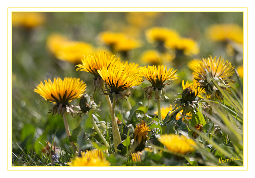 Löwenzahn
Schon kleine Kinder kennen den Löwenzahn und freuen sich an den lustigen Pusteblumen, mit denen sie ihn immer weiter verbreiten.
Auf fast jeder Wiese steht er, und nur wenige wissen, daß er eine vorzügliche Heil- und Küchenpflanze ist. laut heilkraeuter.de
