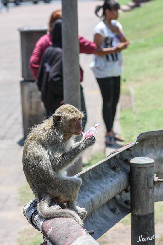 Javaneraffen in Lopburi
Die Stadt wird geplagt von Javaneraffen, die sich vor allem beim Prang Sam Yot herumtreiben. Sie werden nur geduldet, da sie zahlreiche Touristen anlocken. Das Füttern der Affen ist in der Stadt nicht gestattet. Sie holen sich aber gerne das was sie möchten. Auch Sonnenbrillen oder ähnliches.

Schlüsselwörter: Thailand Lopburi Javaneraffen Affen