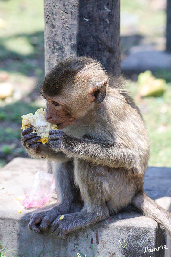 Javaneraffen in Lopburi
Javaneraffen sind Allesfresser, die sich vorrangig von Früchten ernähren. Wenn keine Früchte verfügbar sind, nehmen sie auch Blätter, Blüten, Gräser, Pilze, aber auch tierisches Material wie Insekten und andere Wirbellose und Vogeleier zu sich. Tiere, die am Meer leben, nehmen auch Krebstiere und Muscheln zu sich.
laut Wikipedia
Schlüsselwörter: Thailand Lopburi Javaneraffen Affen