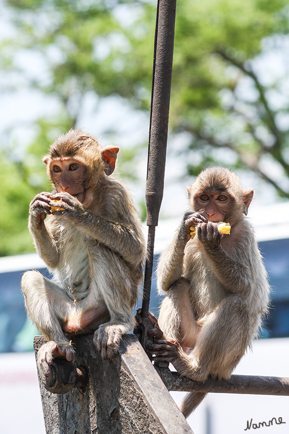 Javaneraffen in Lopburi
In der freien Natur zählen Javaneraffen aufgrund ihrer Anpassungsfähigkeit und ihres großen Verbreitungsgebietes zu den weniger bedrohten Makakenarten, wenngleich ihr Lebensraum durch Rodungen immer weiter eingeschränkt wird. Sie werden als gering gefährdet eingestuft.
laut Wikipedia
Schlüsselwörter: Thailand Lopburi Javaneraffen Affen