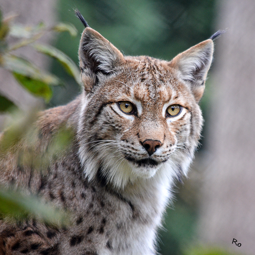 Luchs
Der Eurasische Luchs oder Nordluchs (Lynx lynx) ist eine in Eurasien verbreitete Art der Luchse. Im deutschen Sprachgebrauch ist mit „Luchs“ fast immer diese Art gemeint. Nach dem Bären und dem Wolf ist diese Katze das größte Raubtier, das in Europa heimisch ist.
laut Wikipedia
Schlüsselwörter: Luchs