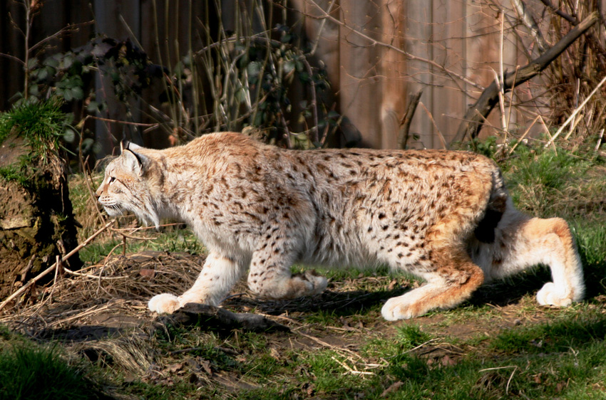 Luchs l
Mit einer Kopfrumpflänge bis 1,3 m und einer Schulterhöhe von 65cm ist der Luchs die größte Katze Europas
Schlüsselwörter: Luchs