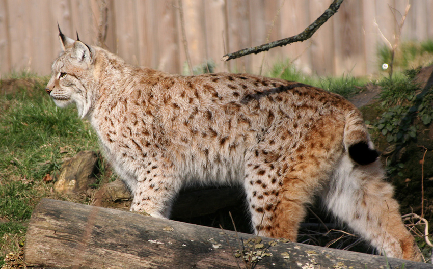 Luchs
Sein Fell ist gelb bis graubraun und oft dunkel gefleckt oder gestreift.
Es gibt sie in Deutschland wieder in der Sächsischen Schweiz, im Pfälzer Wald und vereinzelt im Bayerischen Wald
Schlüsselwörter: Luchs