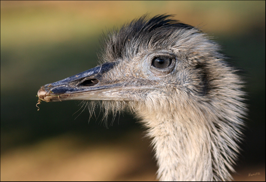 Nandu
Mit einer Scheitelhöhe von 1,25 bis 1,40 Metern (Rückenhöhe etwa 1 Meter) und einem Gewicht von 20 bis 25 Kilogramm ist der Nandu der größte Vogel der Neuen Welt. Dies betrifft vor allem die Männchen, denn wie beim Strauß sind auch beim Nandu die Hähne im Durchschnitt etwas größer als die Hennen.

Tiergarten Mönchengladbach
Schlüsselwörter: Nandu Tiergarten Mönchengladbach