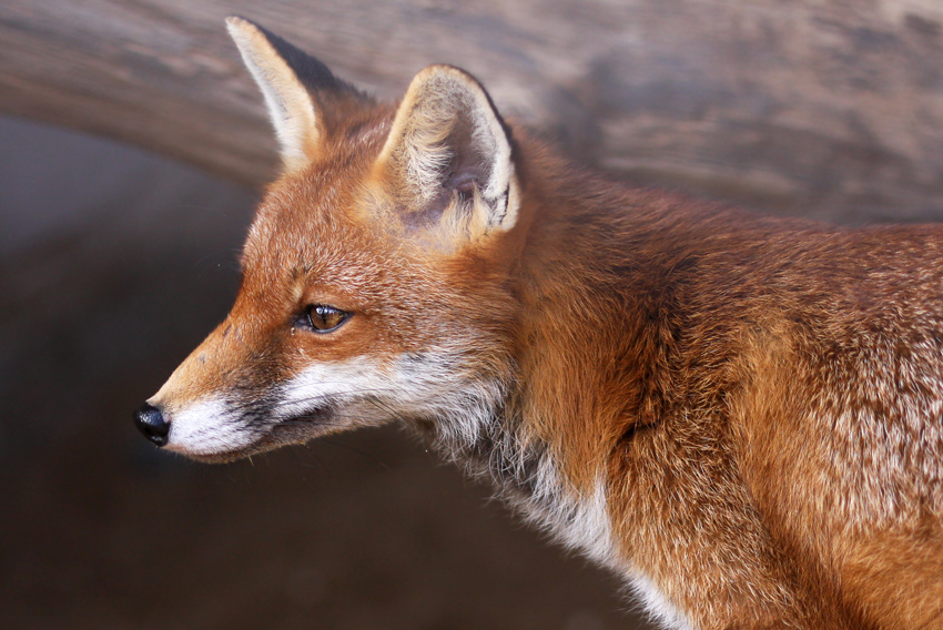 Rotfuchs
Eigentlich liebt der Rotfuchs einsame und dichte Wälder. Heutzutage lebt er aber praktisch in jedem Lebensraum inklusive Schrebergärten oder Parkanlagen. Sogar in den größeren Parks von Großstädten ist der Rotfuchs anzutreffen.
Schlüsselwörter: Rotfuchs