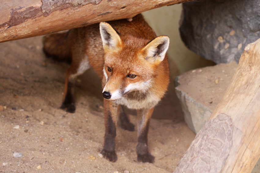 Rotfuchs l
Der Rotfuchs (Vulpes vulpes) ist in Mitteleuropa der einzige Vertreter der Füchse und ist daher meistens als „der Fuchs“ schlechthin bekannt.
Schlüsselwörter: Rotfuchs