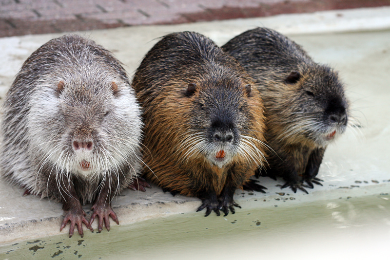 In Reih und Glied
Trotz ihres Namens Sumpfbiber gehören diese Tiere weder zu den Bibern noch zu den Bisamratten.

Sie sind vielmehr mit den Meerschweinchen verwandt und zählen zur Familie der Biberratten und damit zu den Nagetieren.
