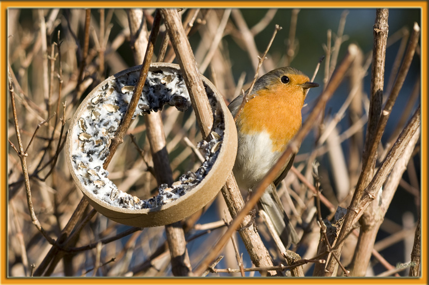 Das Rotkelchen
(Erithacus rubecula) ist eine Vogelart aus der Familie der Fliegenschnäpper (Muscicapidae). Es besiedelt Nordafrika, Europa und Kleinasien sowie die Mittelmeerinseln. Seine Nahrung besteht vor allem aus Insekten, kleinen Spinnen, Würmern und Schnecken. Sein Gesang beginnt etwa eine Stunde vor Sonnenaufgang und ist bis in die Dämmerung fast das ganze Jahr über zu hören.
Schlüsselwörter: Rotkelchen