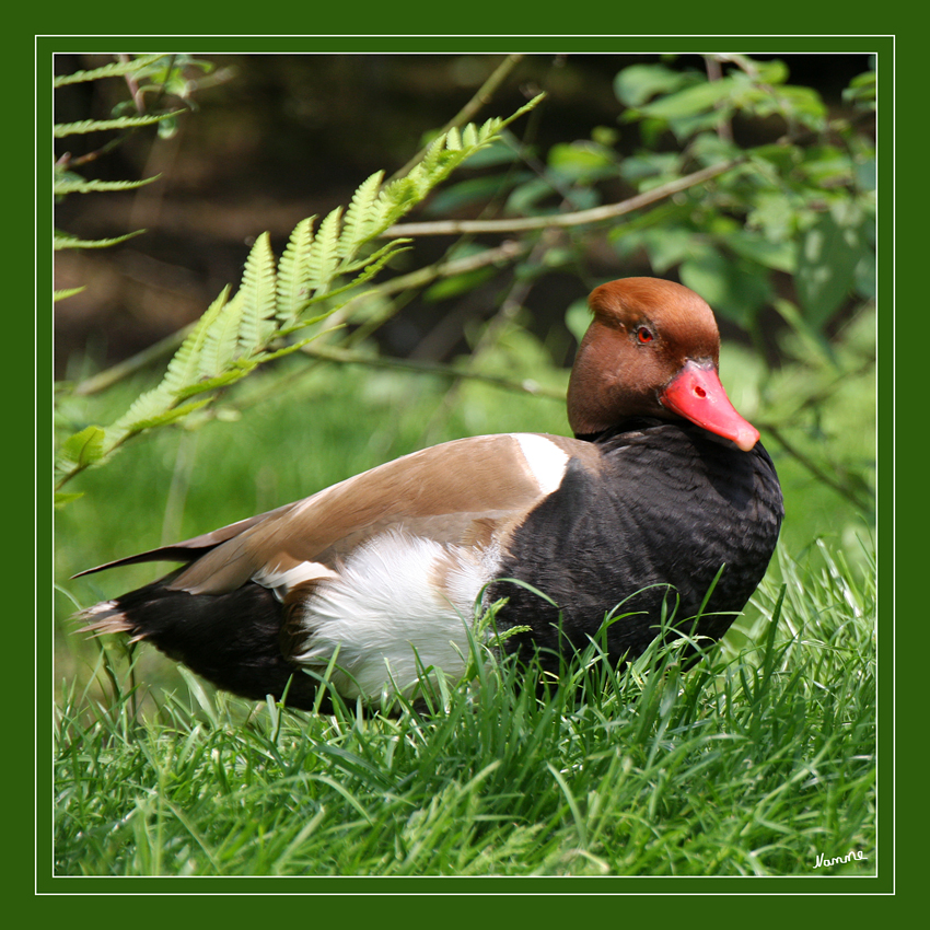 Bunt
Schlüsselwörter: Ente