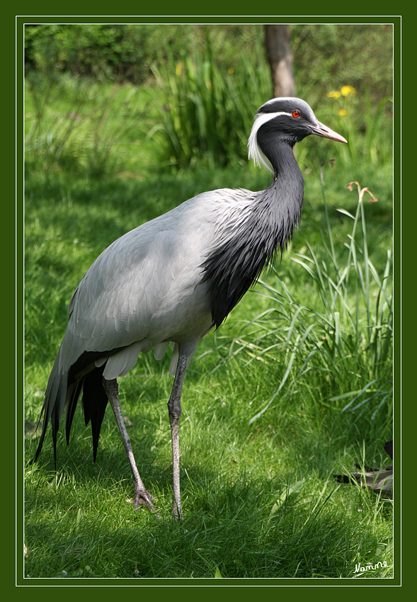 Jungfernkranich   Demoniselle Crane
Anthropoides Virgo   Der Jungfernkranich lebt in den Steppen Südrusslands, zwischen der Ukraine und dem Osten Sibiriens sowie in einigen Gegenden im Nordwesten Afrikas und zählt somit zu den Steppenformen der Kraniche. Er überwintert in Afrika und Indien (und dessen Nachbarländern ). Auf seinem Durchzug von und nach Afrika überquert er das östliche Mittelmeer.
Schlüsselwörter: Kranich