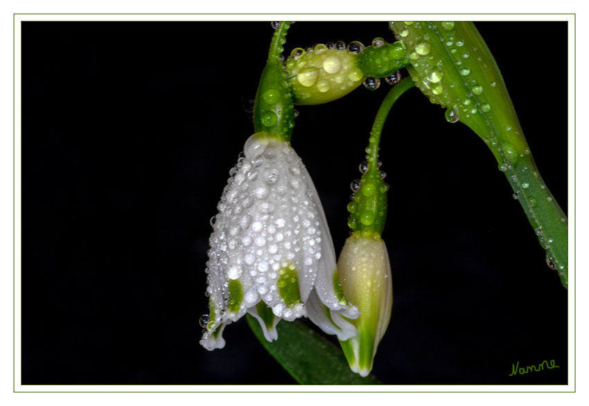 Nass
Der Märzenbecher (Leucojum vernum) wird auch Märzbecher oder Frühlings-Knotenblume genannt und stammt aus der Familie der Amaryllisgewächse (Amaryllidaceae). Der zweite Name geht auf den auffallenden Fruchtknoten zurück. Er liegt oberhalb der Blütenglocke und wirkt wie eine knotenartige Verdickung des Blütenstiels. Ein zweites sicheres Erkennungsmerkmal sind die charakteristischen hellgrünen Spitzen der weißen Blütenblätter. laut mein-schoener-garten
Schlüsselwörter: Nass