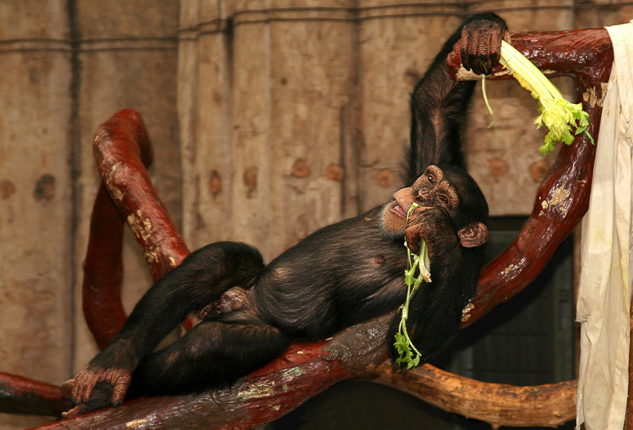 Mal schauen was noch anliegt
Zoo Krefeld
Schlüsselwörter: Zoo Krefeld,