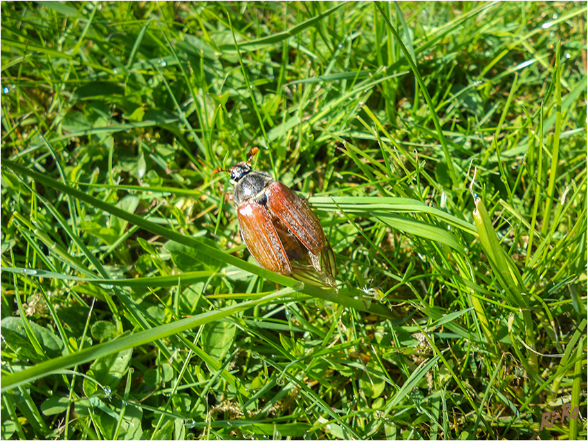 Maikäfer
Nach Beendigung der Metamorphose gräbt sich der Maikäfer, seinem Namen entsprechend, in den Monaten April und Mai aus dem Erdboden, fliegt hauptsächlich im Mai und Juni und ernährt sich überwiegend von den Blättern von Laubbäumen. Bei der Eiablage werden 10 bis 100 Eier in eher feuchte Humusböden eingebracht.
laut Wikipedia
Schlüsselwörter: Maikäfer