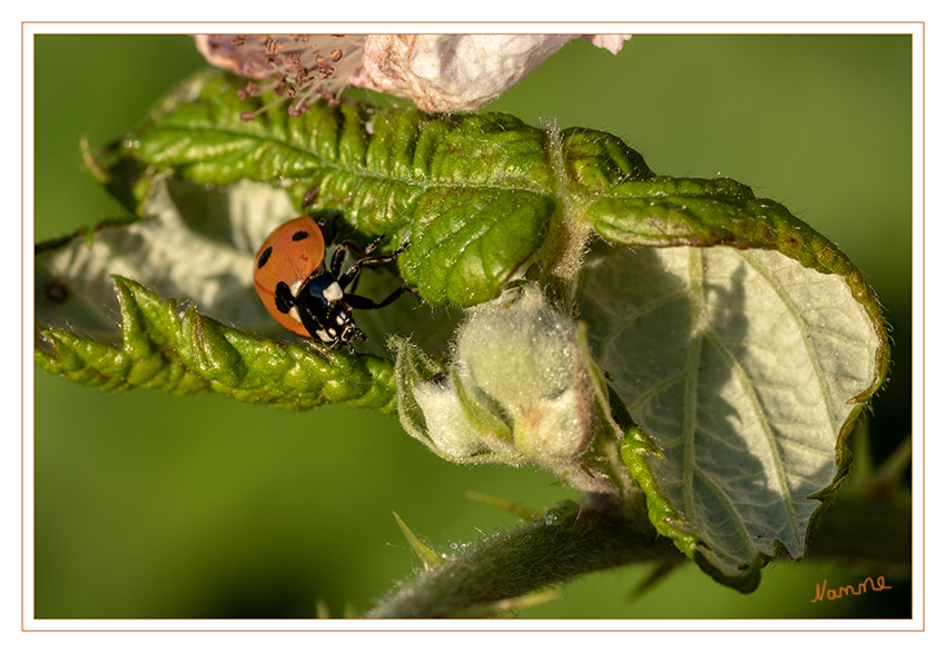 Marienkäfer auf Himbeerblüte
Das Charakteristische an den Marienkäfern sind die symmetrisch angeordneten Punkte auf ihren Deckflügeln. Die Zahl der Punkte, charakteristisch für jede Art, ändert sich während des Lebens des Käfers nicht. laut Wikipedia
Schlüsselwörter: Marienkäfer; Himbeerblüte