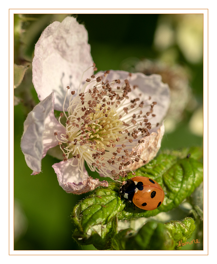 25 - Marienkäfer auf Brombeerblüte
Schlüsselwörter: Marienkäfer; Himbeerblüte