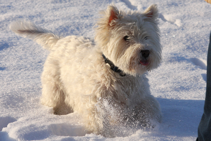 Max im Schnee
Januar 2009
