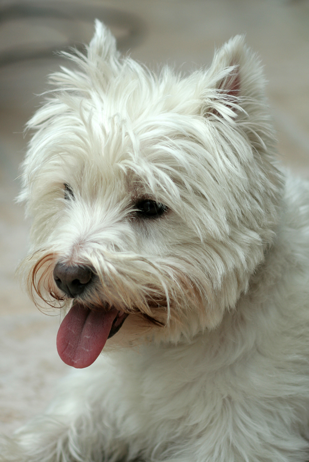 Max war auf Besuch
Westi = Westhighland White Terrier
Schlüsselwörter: Max, Westi, Hund
