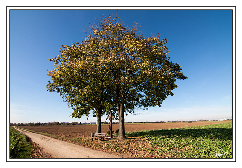 Mein Freund der Baum
