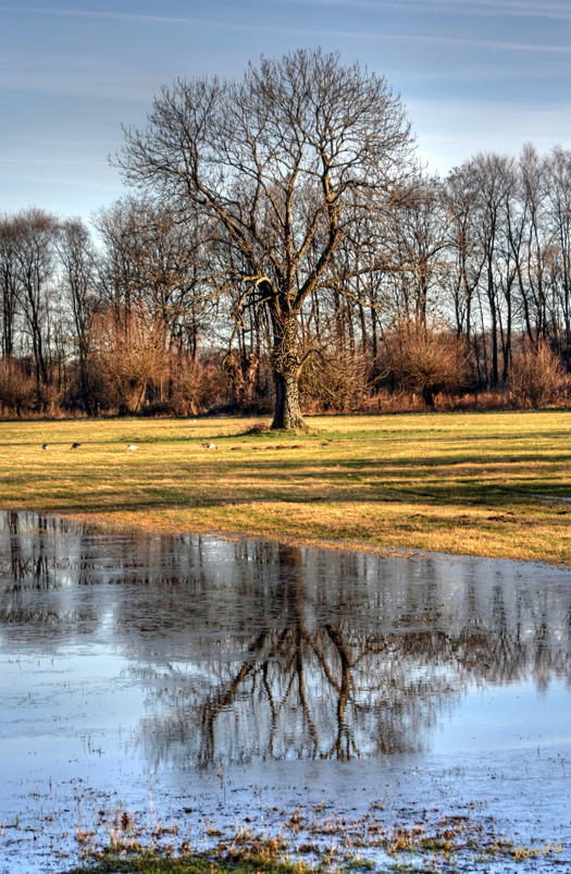 Mein Freund der Baum
Spiegelung und Lichtspiel am frühen morgen
Schlüsselwörter: Baum    Duisburg    Spiegelung     Walsum