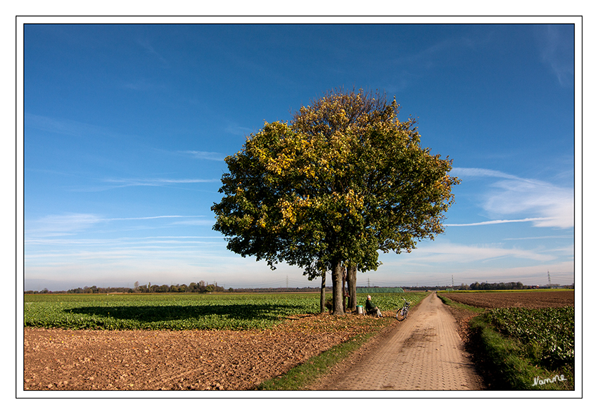 Mein Freund der Baum
im herbstlichen Sonnenlicht
Schlüsselwörter: Baum