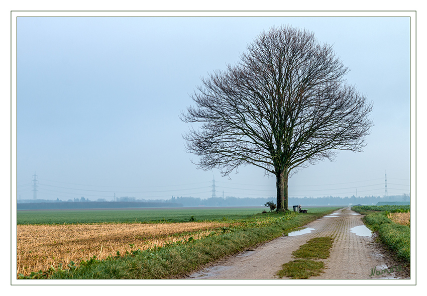 5 - Mein Freund der Baum
Im Januar
Schlüsselwörter: Baum, Freund