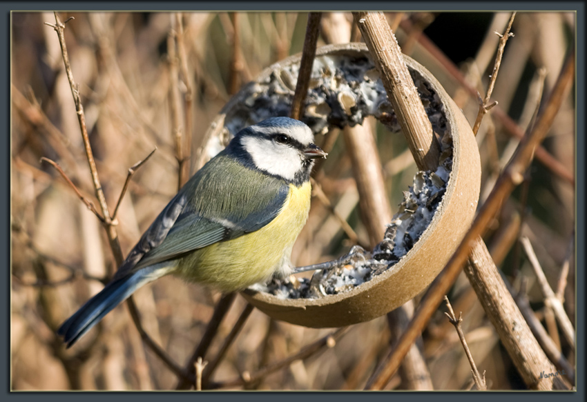 Die Meisen
(Paridae) sind eine artenreiche Familie in der Ordnung der Sperlingsvögel (Passeriformes), Unterordnung Singvögel (Passeri).
Schlüsselwörter: Meise