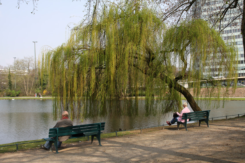 Frühling im Park
