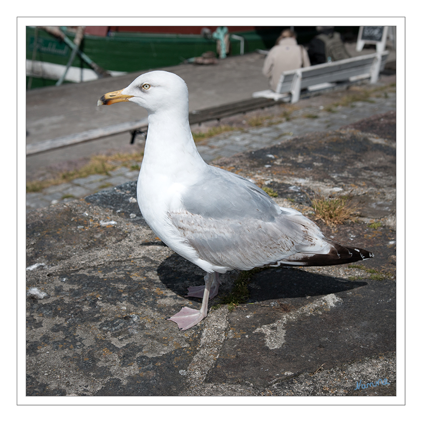 Möwe wartet aufs Frühstück
Möwen sind meist weiß-grau gefiedert, oft mit schwarzer Färbung am Kopf, am Rücken und auf den Flügeln. Die Geschlechter unterscheiden sich farblich nicht, Männchen sind aber etwas größer. Bei vielen Arten sind die Jungvögel bräunlich gefärbt. laut Wikipedia
Schlüsselwörter: Rügen, Binz, Strand, Möwe