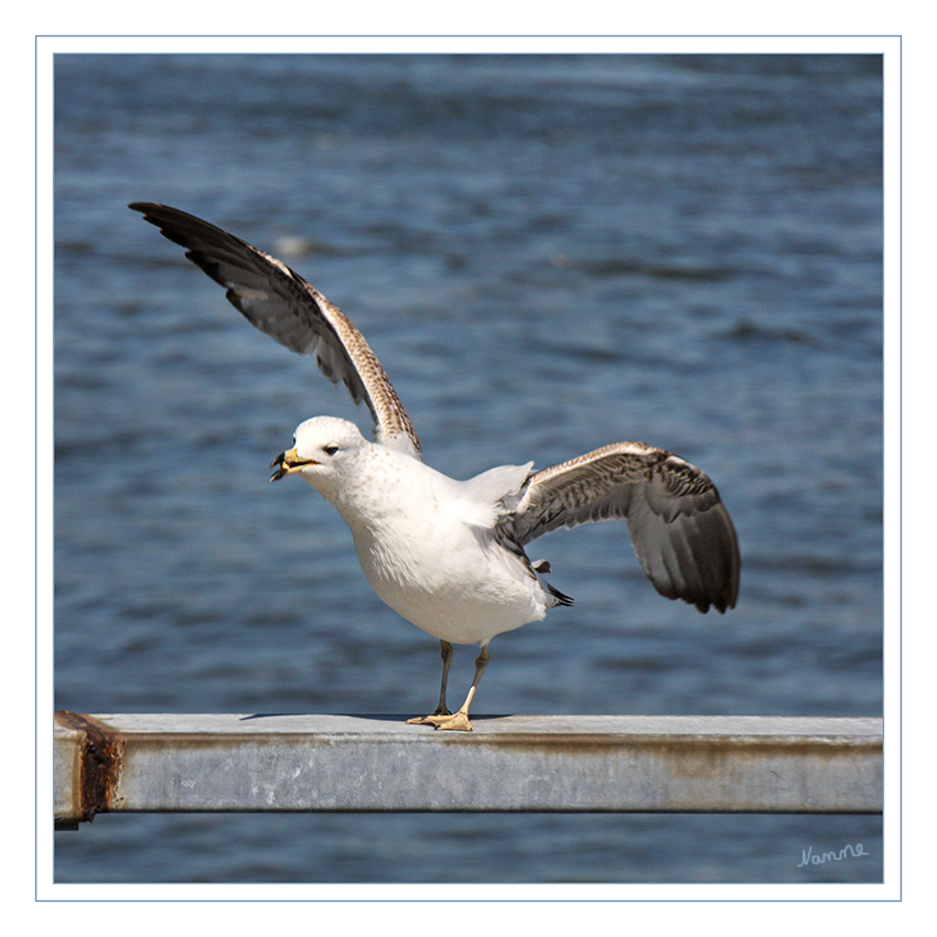 Gefangen
Schlüsselwörter: Möwe