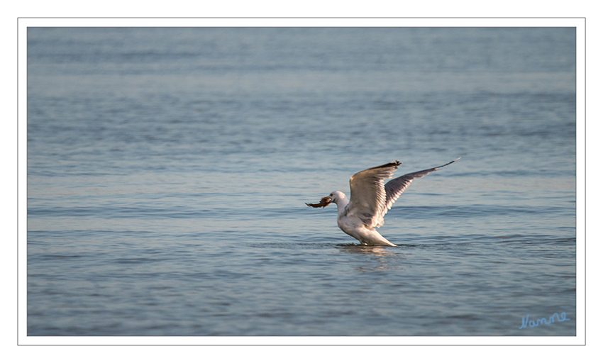 Gefangen
Möwen sind ausgezeichnete Segelflieger, insbesondere auch bei starkem Wind. Sie suchen vor allem den Strand nach Nahrung ab und jagen manchmal anderen Vögeln die Beute ab. Wenn sie nach Nahrung tauchen, dann sind nur der Kopf und ein Teil des Körpers unter Wasser. laut Wikipedia
Schlüsselwörter: Rügen, Binz, Strand, Möwe