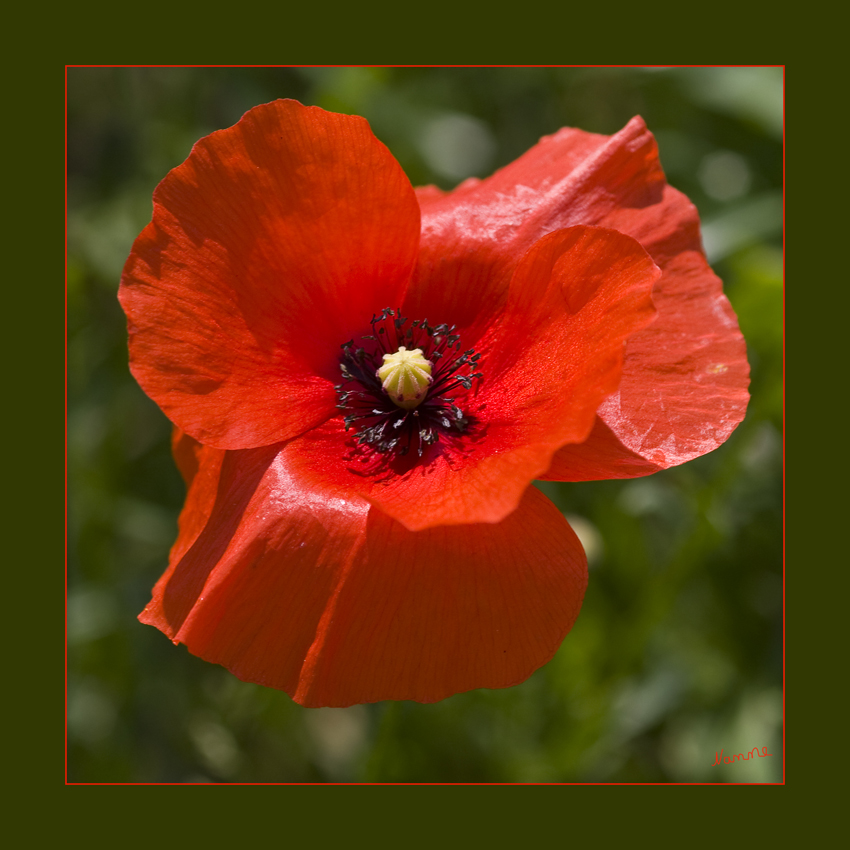 Mohnblüte
mit Glück hatte ich einen moment Windstille
Schlüsselwörter: Mohn