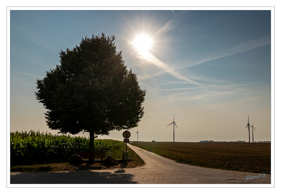 Im Gegenlicht
Morgens
Schlüsselwörter: Gegenlicht, Baum