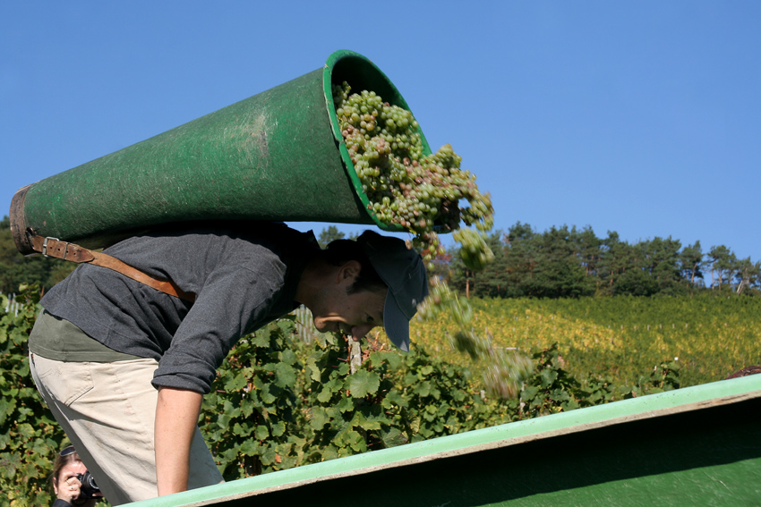 In den Weinbergen l
Mosel
Schlüsselwörter: Mosel     Weinberge    Weinlese