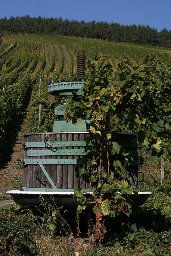 In den Weinbergen
steht diese Weinpresse (?) vor passender Kulisse
Schlüsselwörter: Bernkastel  Kues     Mosel     Weinberge