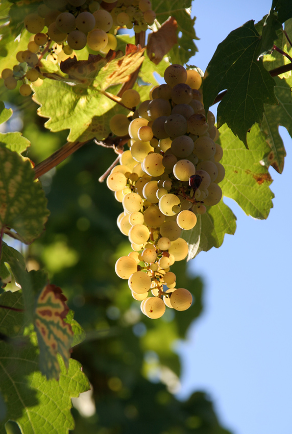 Weintrauben
Schlüsselwörter: Weintrauben      Mosel