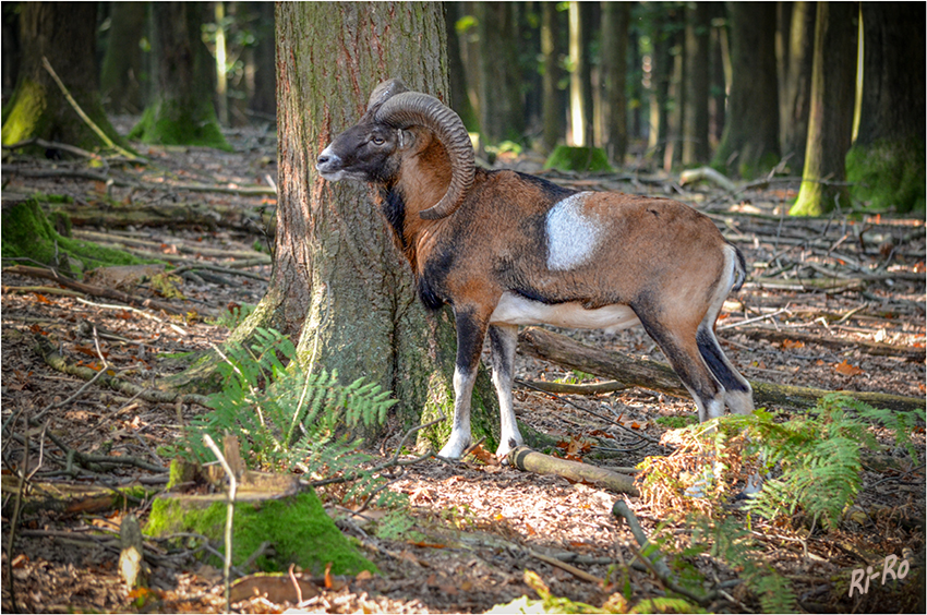 Mufflonwidder
Mufflons haben eine Kopf-Rumpf-Länge von 130 Zentimeter und eine Körperhöhe von 90 Zentimeter. Widder (also männliche Mufflons) wiegen gewöhnlich 50 Kilogramm, die Schafe (Weibchen) dagegen 35 Kilogramm.
laut Wikipedia
Schlüsselwörter: Mufflon