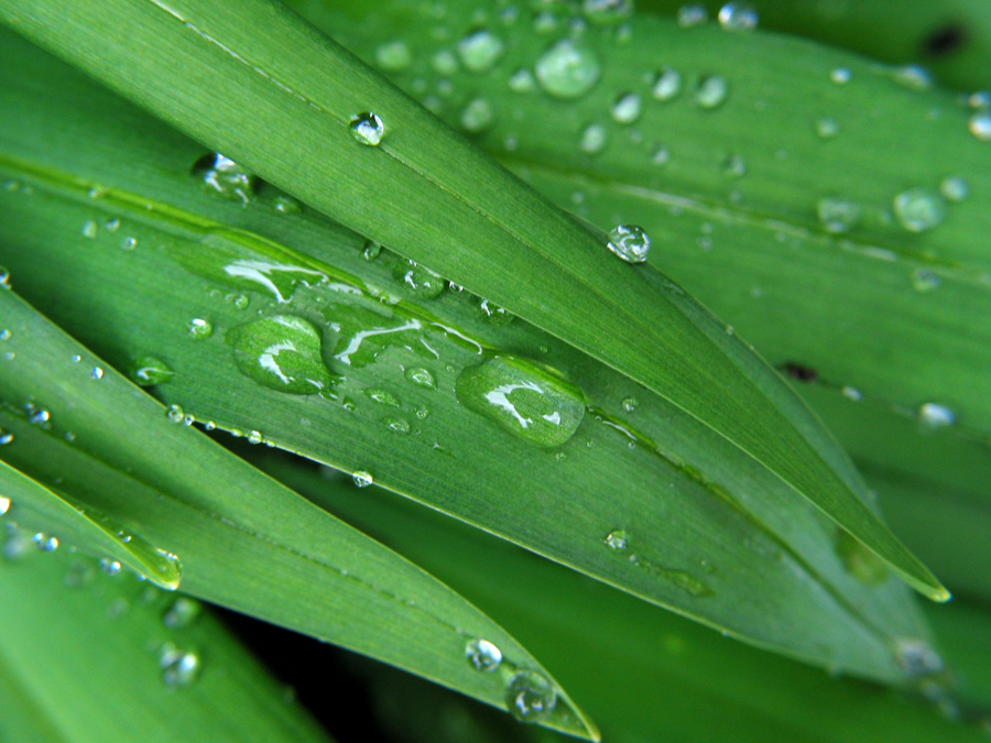Nach dem Regen
Schlüsselwörter: nass, grün, Blatt