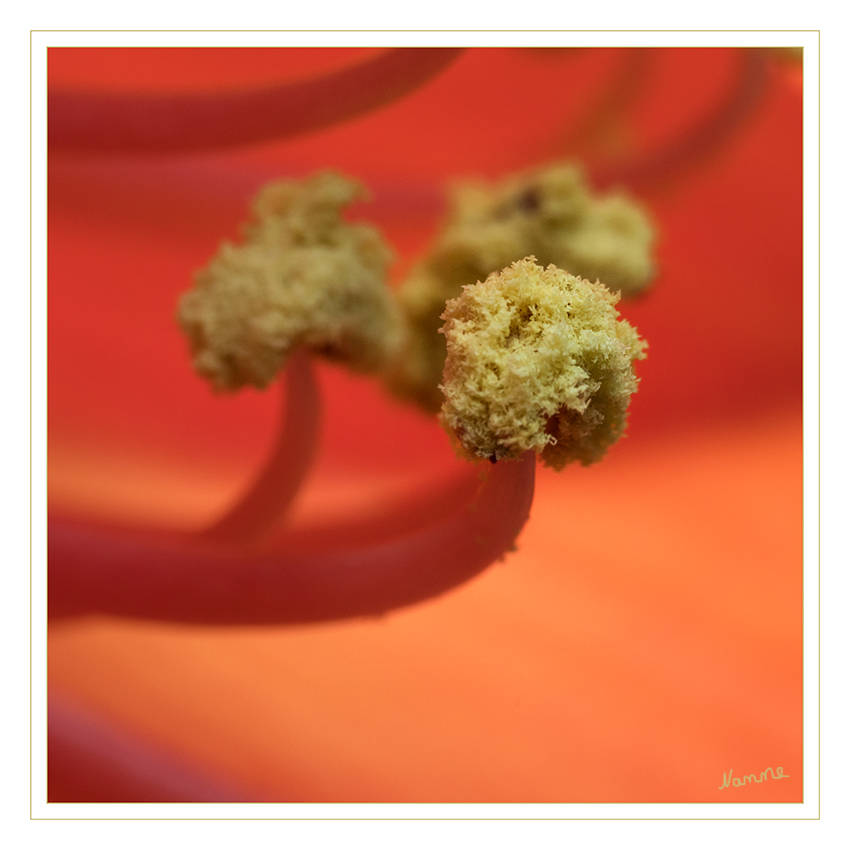 1 - Nah heran
Das Staubblatt, Staubgefäß oder Stamen (lat., Mehrzahl Stamina) ist das Pollen-erzeugende Organ in der Blüte der Bedecktsamer. Es wird als „männliches“ Blattorgan angesehen. laut Wikipedia
Schlüsselwörter: Amaryllis