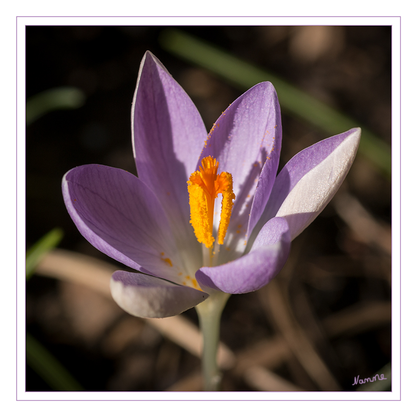 Nah heran
Krokusse - Als Frühblüher sind sie in den Parks und Gärten der gemäßigten Breiten auf der ganzen Welt anzutreffen. 
Schlüsselwörter: Krokus