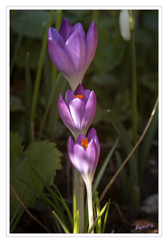 Eins - zwei - drei
Krokusse - Als Frühblüher sind sie in den Parks und Gärten der gemäßigten Breiten auf der ganzen Welt anzutreffen. 
Schlüsselwörter: Krokus