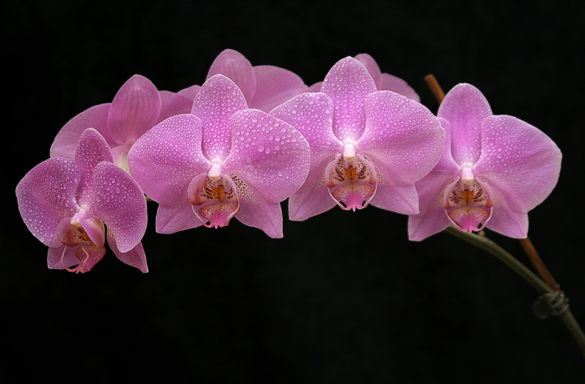 Nasse Orchidee
Schlüsselwörter: Orchideen