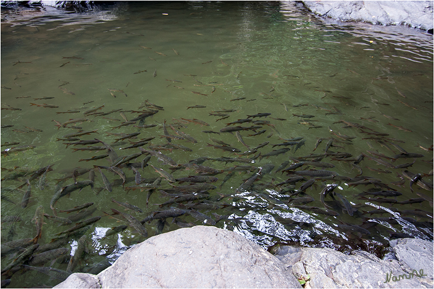 Nationalpark Kaeng Krachan
In den verschiedenen Becken wimmelt es nur so von Fischen, die unseren Forellen ähnlich sehen, zu ihrem Glück jedoch ungenießbar sind. 
Schlüsselwörter: Nationalpark Kaeng Krachan